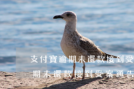 支付寶逾期未還款接到受案通告-支付寶逾期未還款接到受案通告怎么辦