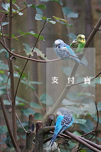 支付寶逾期材料是啥-支付寶逾期怎么弄