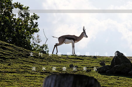 支付寶逾期查銀行卡流水(支付寶轉賬銀行卡流水能查出來么)