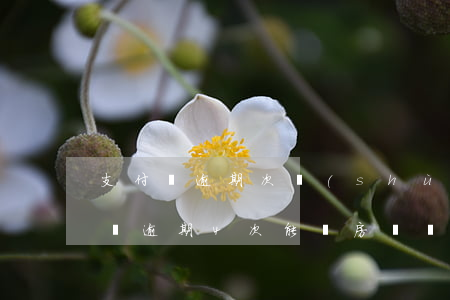 支付寶逾期次數(shù)多能房貸嗎(支付寶逾期4次能辦房貸嗎)