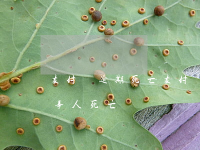 支付寶逾期死亡(支付寶逾期當(dāng)事人死亡)