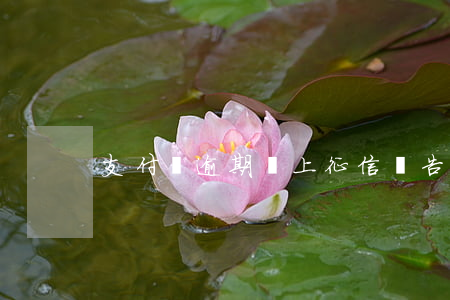 支付寶逾期沒上征信報告