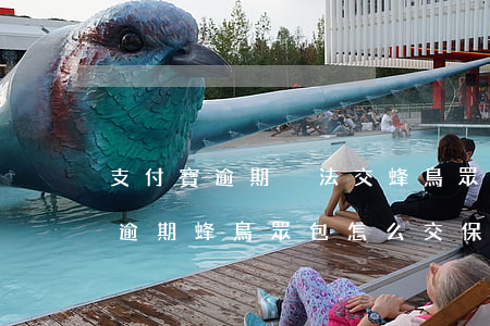 支付寶逾期沒法交蜂鳥眾包保證金-支付寶逾期蜂鳥眾包怎么交保證金