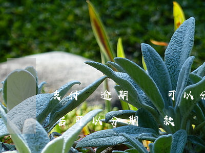 支付寶逾期沒還可以分期還款嗎(支付寶逾期后可以分期還款嗎)