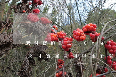 支付寶逾期注冊(cè)新賬號(hào)(支付寶逾期可以重新開(kāi)戶嗎)