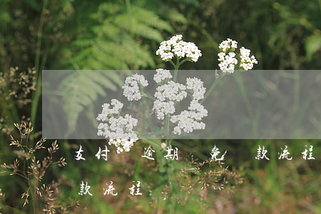 支付寶逾期減免還款流程(支付寶逾期減免還款流程)