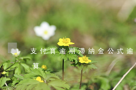 支付寶逾期滯納金公式(逾期付款滯納金怎么算)