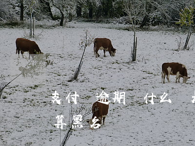 支付寶逾期為什么還是白戶 支付寶逾期算不算黑名單