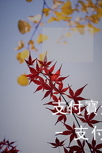 支付寶逾期無(wú)力償還能停息掛賬嗎-支付寶逾期無(wú)力償還能停息掛賬嗎怎么辦