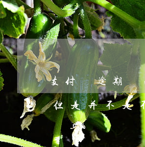 支付寶逾期無法再還款(支付寶逾期無力償還但是并不是不想還)