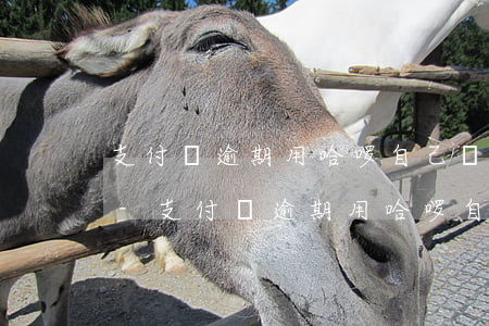 支付寶逾期用哈啰自己會(huì)被停嗎-支付寶逾期用哈啰自己會(huì)被停嗎怎么辦