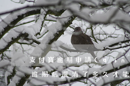 支付寶逾期申請(qǐng)信用卡(支付寶逾期后還清了多久才能辦信用卡)