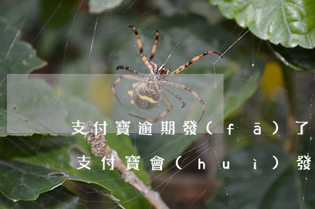 支付寶逾期發(fā)了掛號(hào)信(支付寶會(huì)發(fā)掛號(hào)信嗎)
