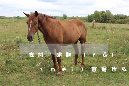 支付寶逾期發(fā)來(lái)的短信內(nèi)容是什么-支付寶逾期發(fā)來(lái)的短信內(nèi)容是什么意思