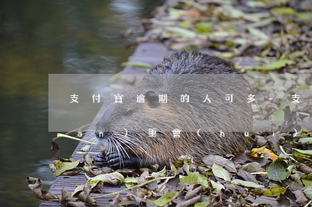 支付寶逾期的人可多-支付寶逾期最嚴(yán)重會(huì)怎么樣