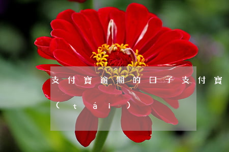 支付寶逾期的口子(支付寶逾期能借款的平臺(tái))