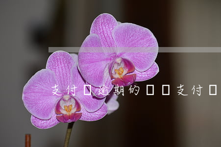 支付寶逾期的體會(支付寶逾期經歷)