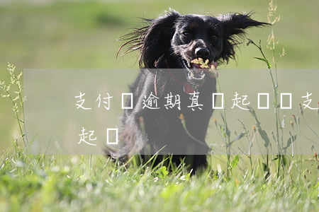 支付寶逾期真會起訴嗎(支付寶逾期為什么不起訴)