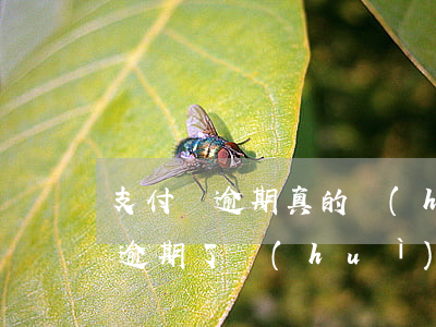 支付寶逾期真的會(huì)起訴嗎?（支付寶逾期了會(huì)起訴嗎）