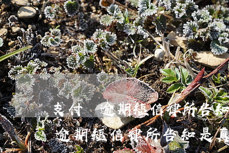支付寶逾期短信律所告知是真的嗎-支付寶逾期短信律所告知是真的嗎嗎