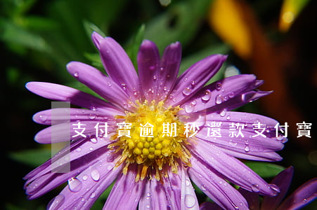 支付寶逾期秒還款(支付寶逾期還清后被催款)