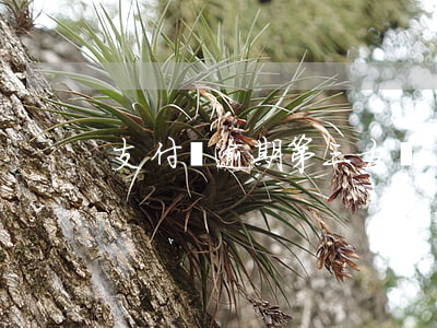 支付寶逾期第三方會上門調查么-