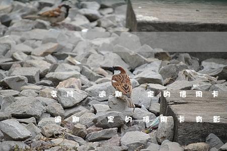 支付寶逾期綁定的信用卡有影響嗎-支付寶逾期綁定的信用卡有影響嗎安全嗎