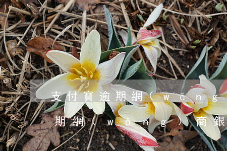 支付寶逾期網(wǎng)商銀行(支付寶逾期網(wǎng)商銀行打電話來讓晚上十二點(diǎn)之前還款)