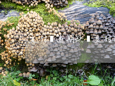 支付寶逾期缺錢(支付寶逾期有事嗎)