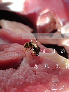 支付寶逾期罰息可以免除嗎（支付寶逾期的罰息能免除嗎）