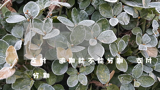 支付寶逾期能不能分期還(支付寶逾期還能再分期嗎)