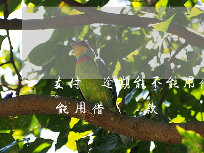 支付寶逾期能不能用借唄-支付寶逾期能不能用借唄還款