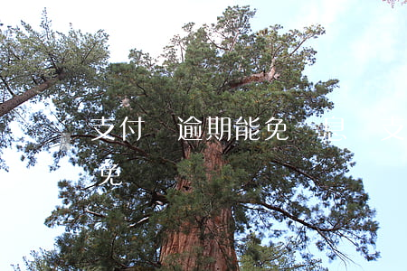 支付寶逾期能免罰息嗎(支付寶逾期罰息可以免嗎)