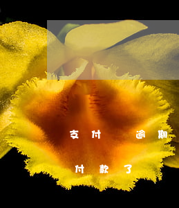 支付寶逾期能去快手直播嗎 快手支付超時是付款了嗎