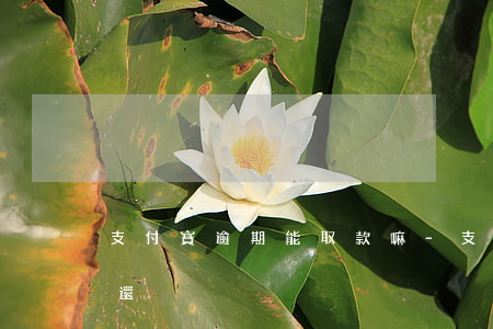 支付寶逾期能取款嘛-支付寶逾期的錢怎么還