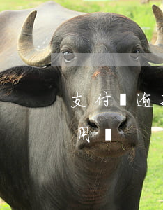 支付寶逾期能用叮叮嗎(支付寶逾期支付寶能用嗎)