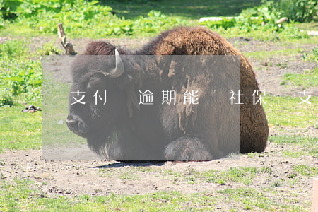 支付寶逾期能買社保嗎(支付寶逾期能買社保嗎)