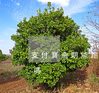 支付寶逾期能跑網約車嗎(逾期可以跑網約車嗎)