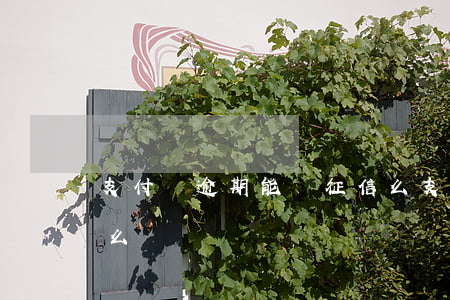 支付寶逾期能辦征信么(支付寶逾期上征信怎么辦)