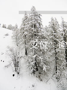 支付寶逾期能辦車貸（支付寶逾期能辦車貸）