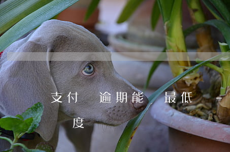 支付寶逾期能還最低嗎-支付寶逾期會降低額度嗎