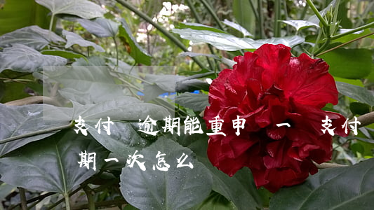 支付寶逾期能重申請一個支付寶嗎(支付寶逾期一次怎么辦)