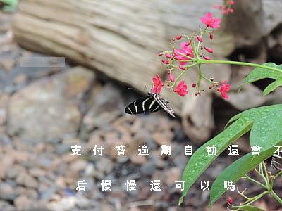 支付寶逾期自動還會不會減少 支付寶逾期之后慢慢還可以嗎