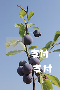 支付寶逾期自動還款幾點(diǎn)扣款（支付寶逾期后自動全額還款）