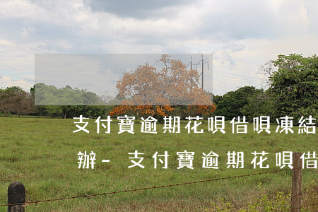 支付寶逾期花唄借唄凍結(jié)了怎么辦-支付寶逾期花唄借唄凍結(jié)了怎么辦呢