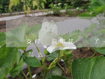 支付寶逾期花唄沒了-支付寶逾期花唄沒了怎么辦