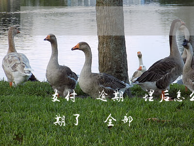 支付寶逾期處理后怎么還讓全還-支付寶逾期了讓全部歸還