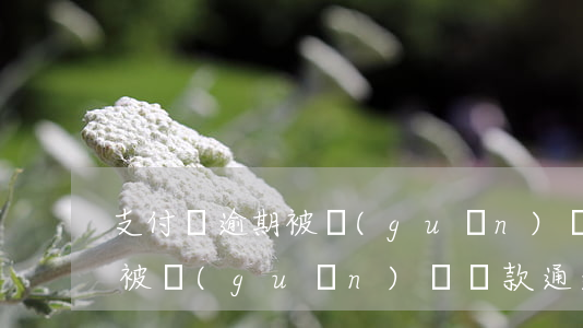 支付寶逾期被關(guān)閉(支付寶逾期被關(guān)閉還款通道后)