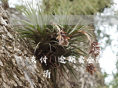 支付寶逾期要全部還清嗎(支付寶逾期要全部還清嗎)