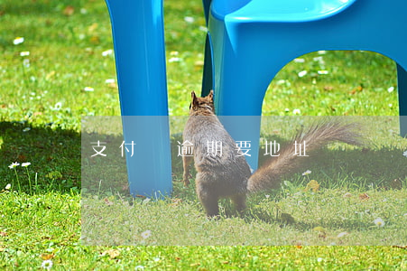 支付寶逾期要地址